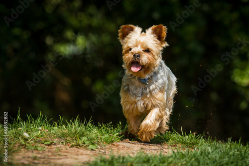 Yorkshire Terrier in Bewegung