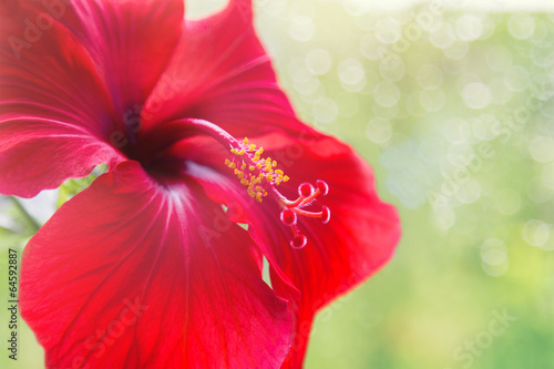 RED HIBISKUS photo