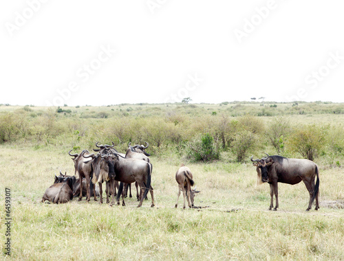 A herd  of Wildebeests in savannah © Dr Ajay Kumar Singh