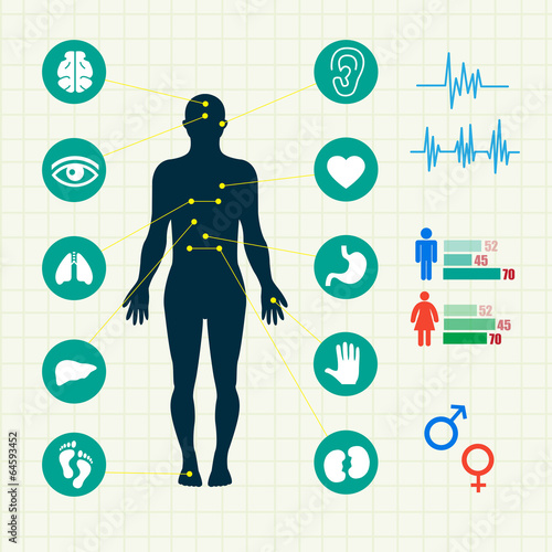 structure of human