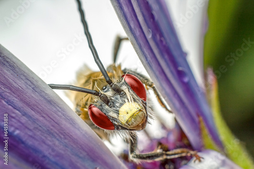 Insect between flower leaves photo