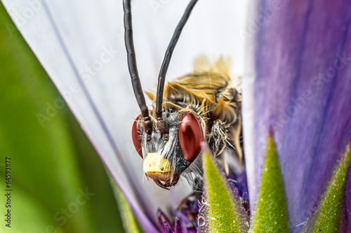 Insect on purple flower photo