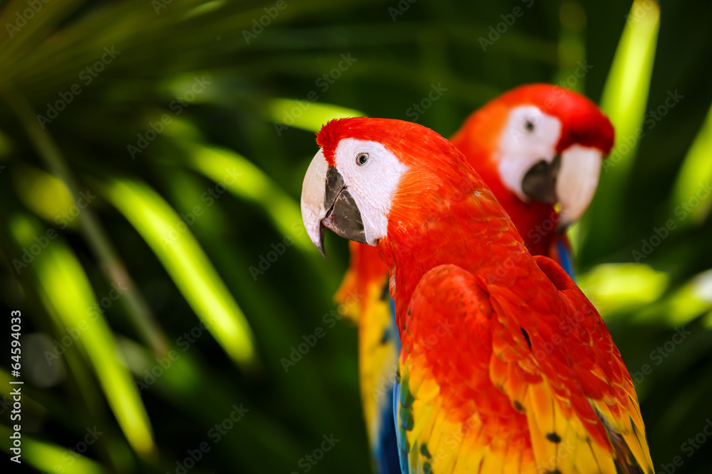 Obraz premium Portrait of ..Portrait of Scarlet Macaw parrots
