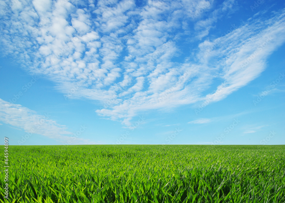 field field