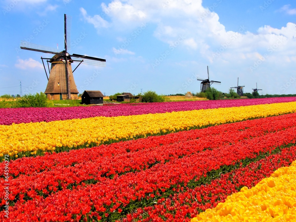 Vibrant tulips fields with windmills, Netherlands - obrazy, fototapety, plakaty 