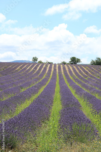 Lavender fields near Sault  France