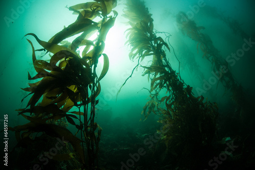 Giant Kelp 1