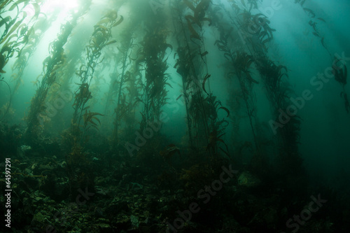 Giant Kelp 2 #64597291