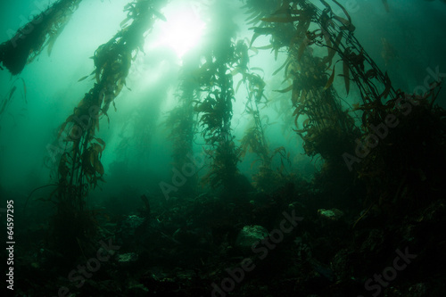 Kelp Forest 3