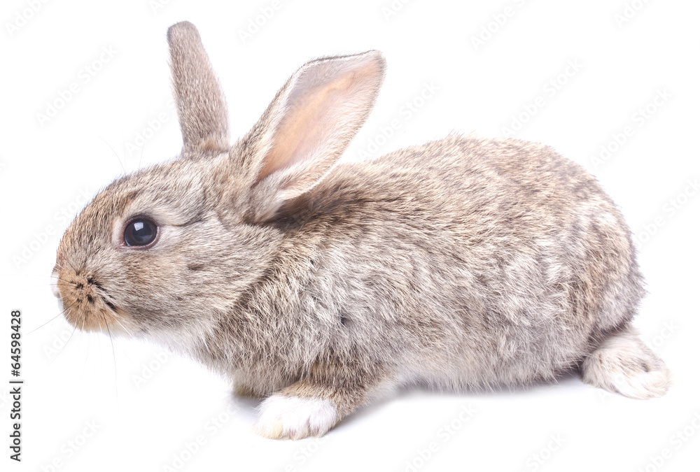 rabbit gray sitting on white background Easter holiday rabbit gray sitting on white background Easter holiday