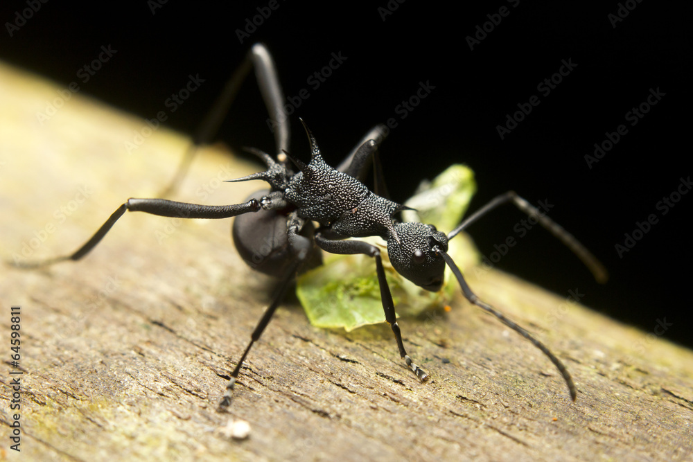 Macro of a tropical ant (polyrhachis sp) eating a bug Macro of a tropical ant (polyrhachis sp) eating a bug