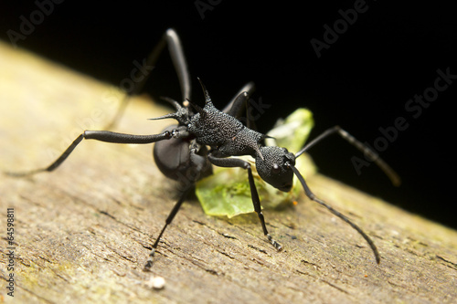 Macro of a tropical ant (polyrhachis sp) eating a bug © corlaffra