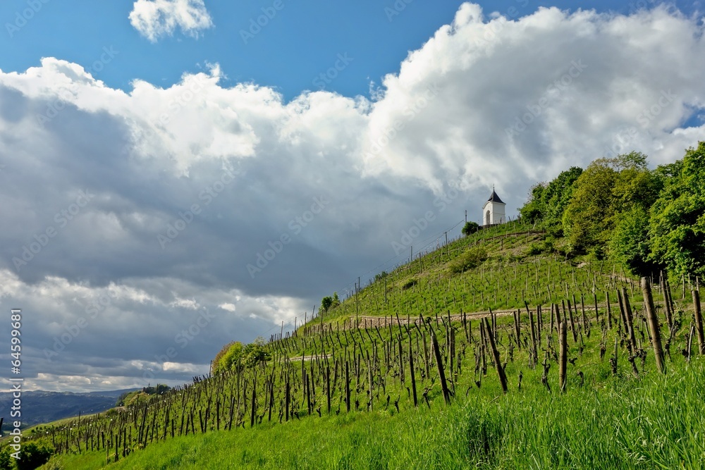 Vineyard in Maribor
