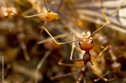 Macro of tropical red fire ants catching a prey, Borneo