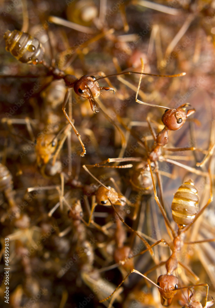 Macro of tropical red fire ants catching a prey, Borneo Macro of tropical red fire ants catching a prey, Borneo