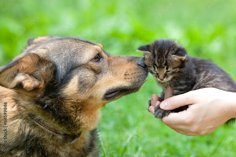 Naklejka premium Big dog sniffing little kitten in female hands