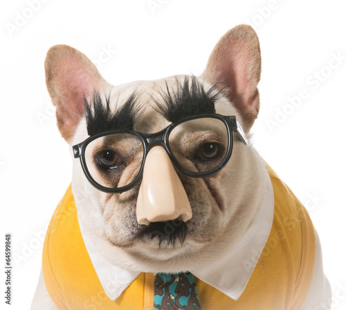 Принти на полотні dog in disguise