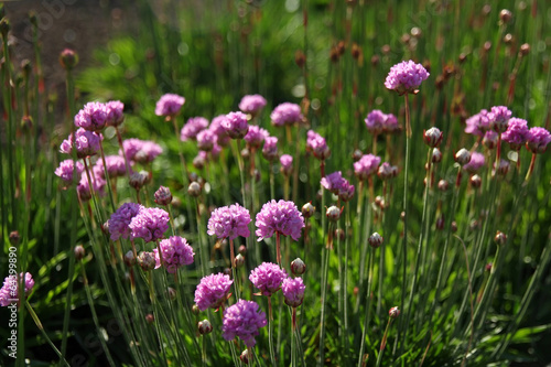 closeup o pink flowers