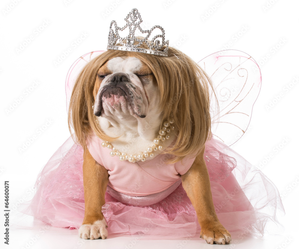 Photography spoiled dog