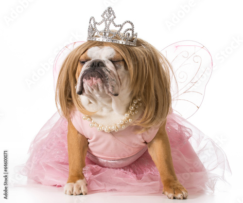 Fotografi spoiled dog