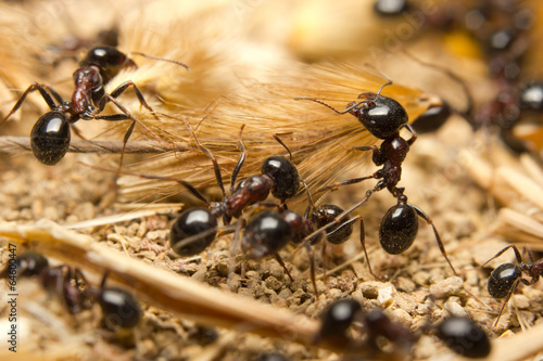 Black worker ants dragging vegetation to the colony