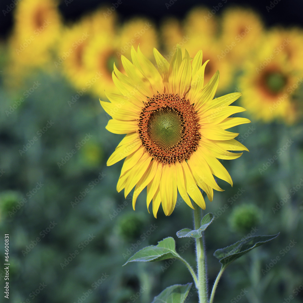 sunflower sunflower