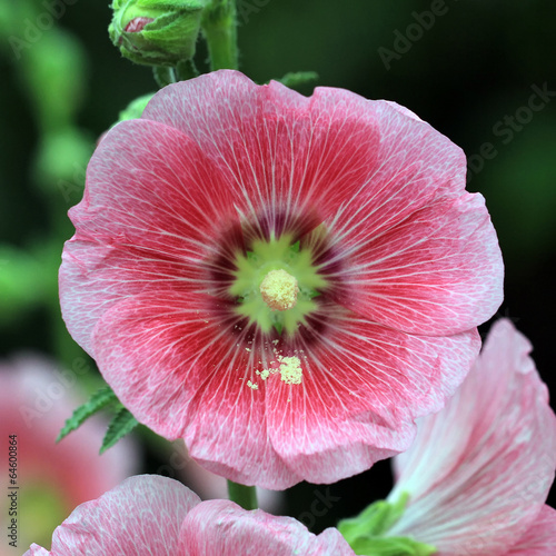 hollyhock flower photo