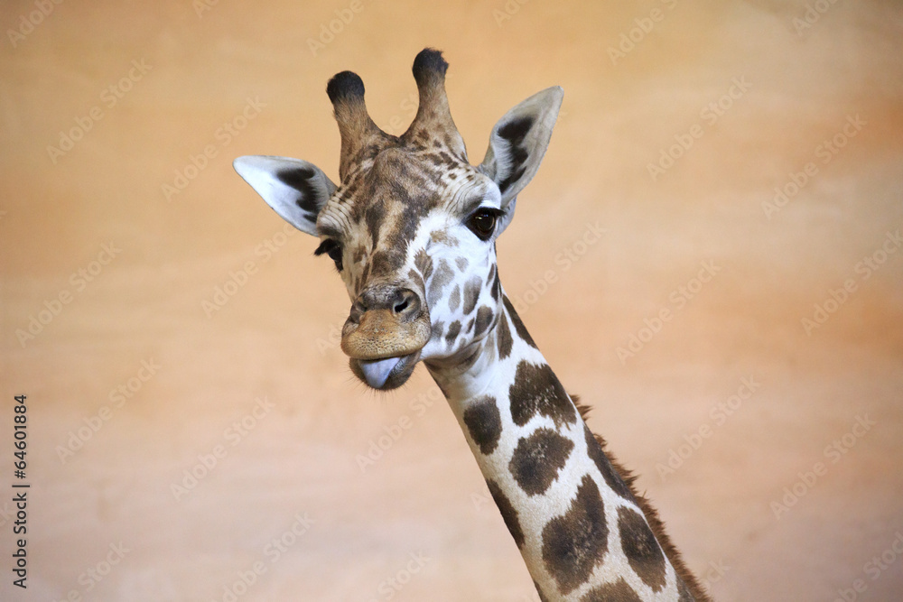 Obraz premium Funny giraffe shows tongue.