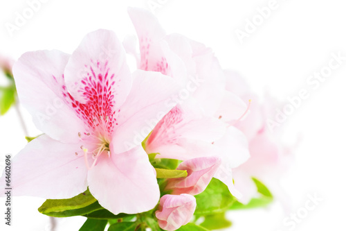 Pink azalea flowers