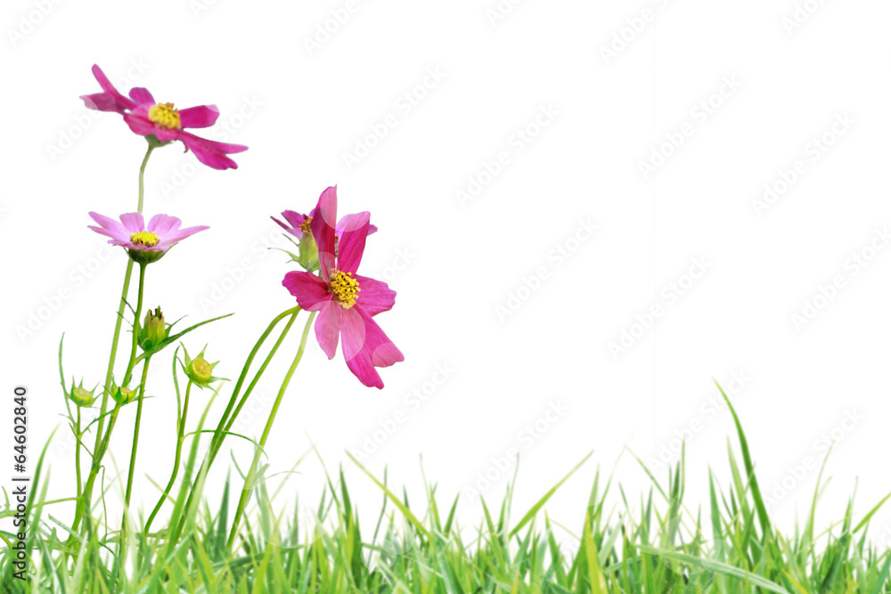 Beautiful flowers field Beautiful flowers field