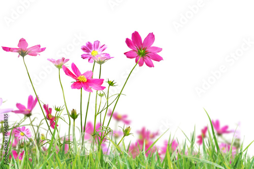 Fototapeta Naklejka Na Ścianę i Meble -  Beautiful flowers field