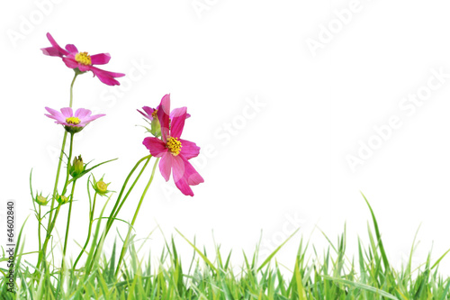 Fototapeta Naklejka Na Ścianę i Meble -  Beautiful flowers field