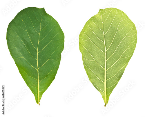 teak leaves on white background(Front and rear)