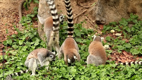 Lemur in nightsafari chiangmai Thailand photo