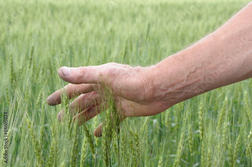 man's hand touching spicas of wheat