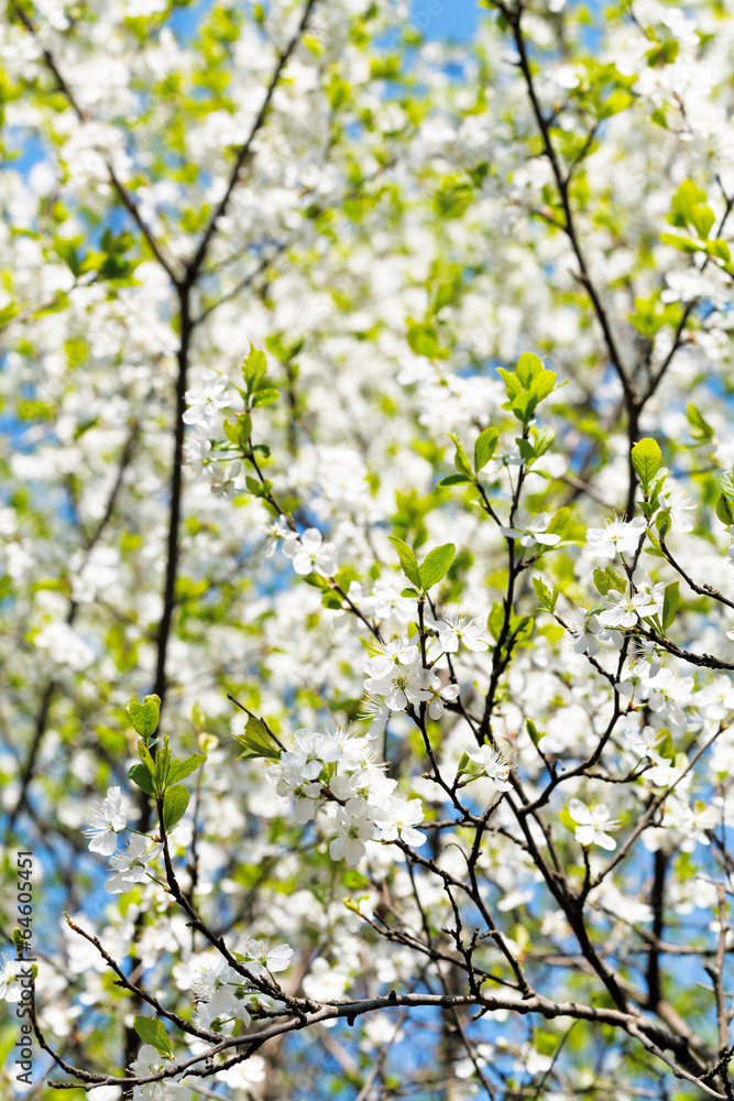 cherry twig and white blooming cherry tree crown cherry twig and white blooming cherry tree crown
