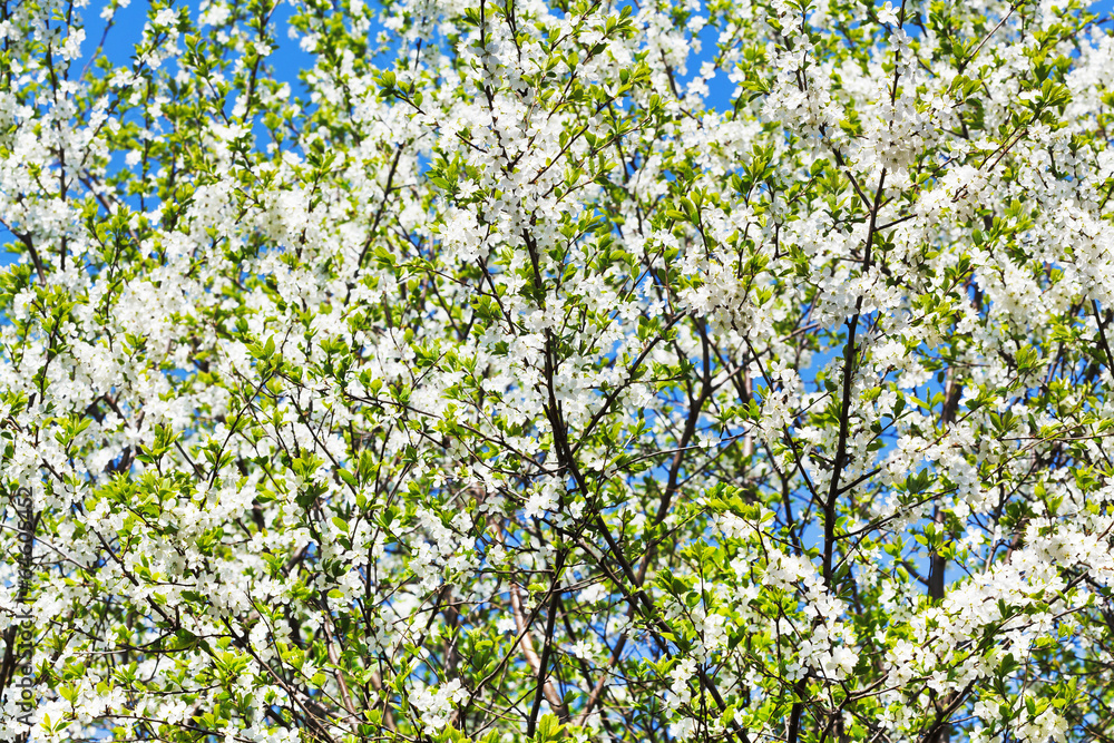 white blooming cherry tree crown