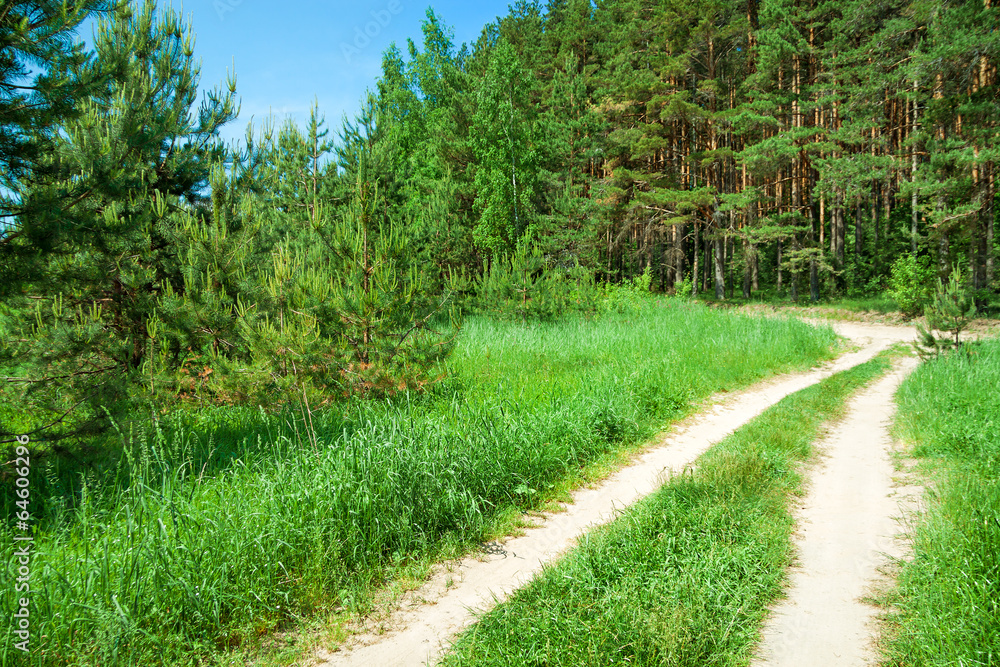 summer rural landscape with the forest and the road summer rural landscape with the forest and the road