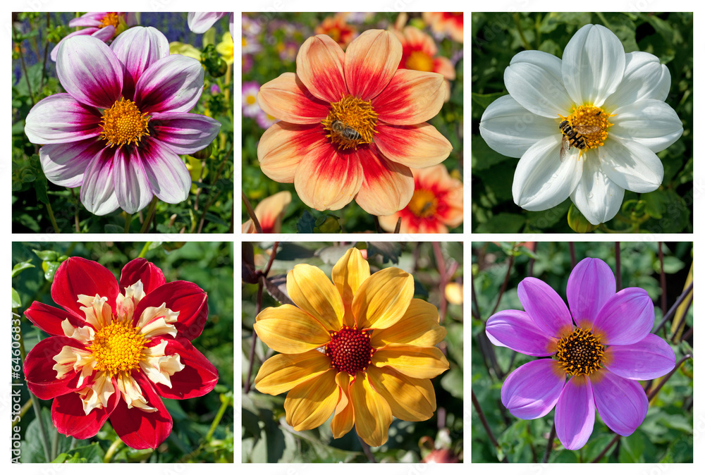 Dahlien - Dahlias Dahlien - Dahlias
