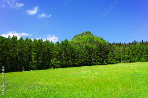 Meadow near the forest