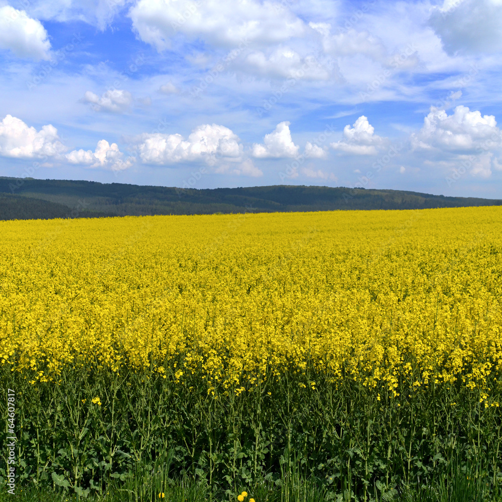 Rapsfeld Rapsfeld