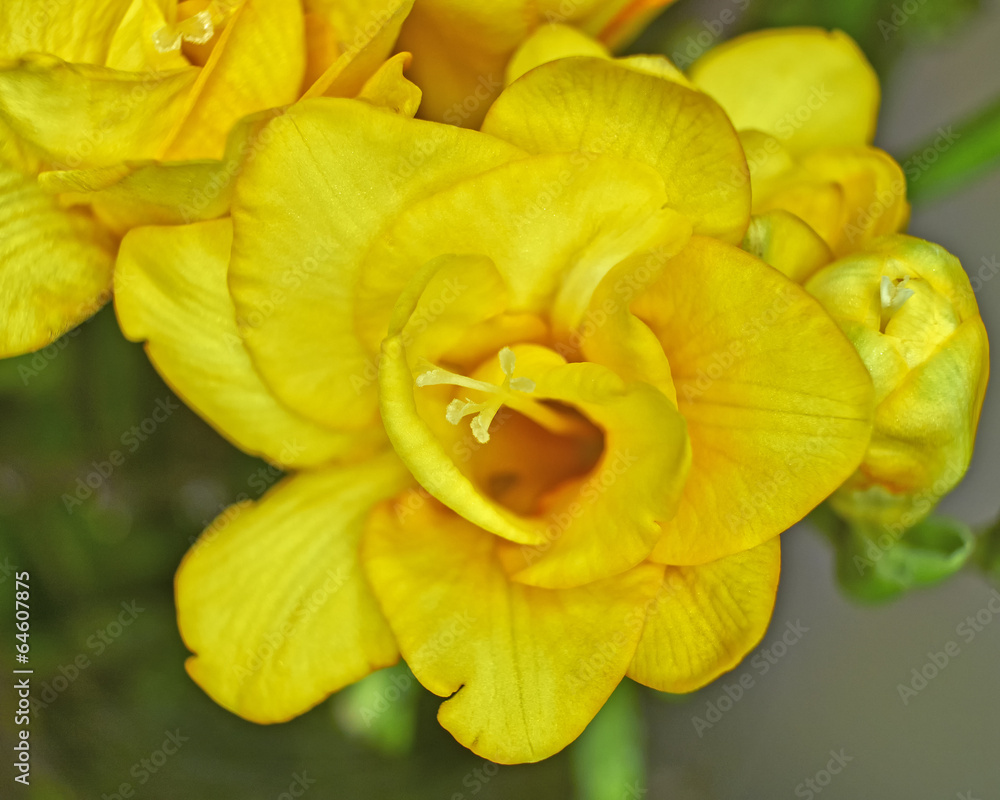 Fototapeta premium yellow freesia flower closeup, strong bokeh