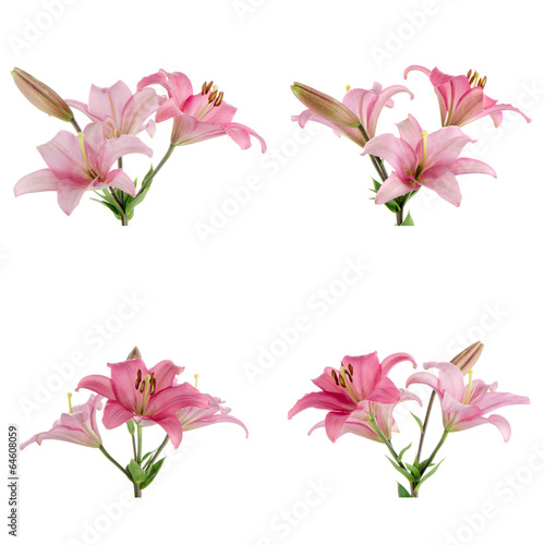 Fototapeta Naklejka Na Ścianę i Meble -  Pink lilies