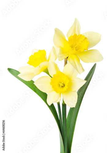 Fototapeta Naklejka Na Ścianę i Meble -  yellow daffodil isolated on a white background