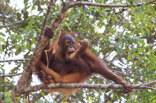 Young Orangutan sucking thumb