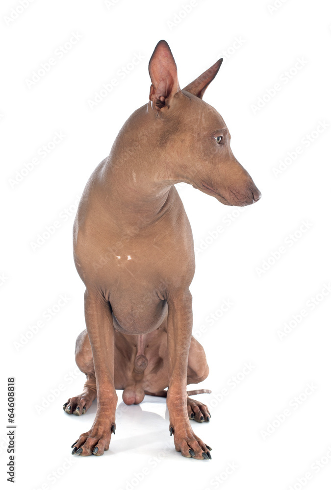peruvian dog peruvian dog