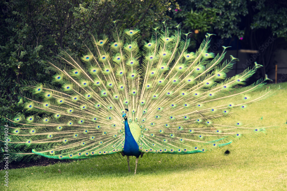 Obraz premium Peacock