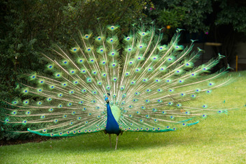 Fototapete Pfau Pfau mit türkisblauem Hals  © aarstudio