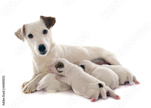 Photo family jack russel terrier