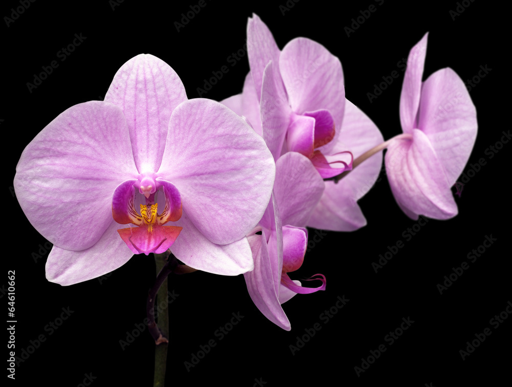 Fototapeta premium magenta orchid